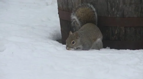 Winter Snow Storm Squirrel Stock Footage 43555909