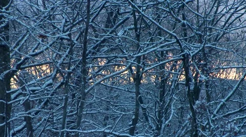 Winter - Snow Storm - Sunset Through Snow Covered Trees Stock Footage 42934733