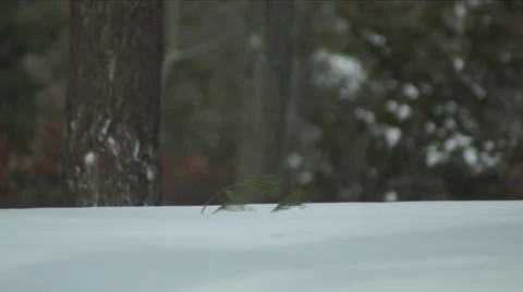 Winter snow storm wind blowing pine evergreens Stock Footage 46302896