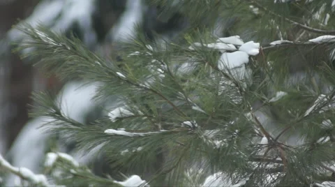 Winter snow storm wind blowing Long Pine Tree evergreens Stock Footage 46303138