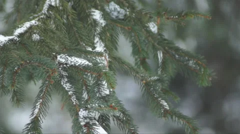 Winter snow storm wind blowing Pine Tree evergreens Stock Footage 46304008