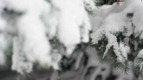 Winter snow tree 2 racked far to near Stock Footage 547696