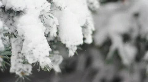 Winter snow tree 3 racked near to far 動画素材 547699