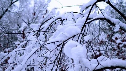 Winter Snow On tree Branch Stock Footage 261867824