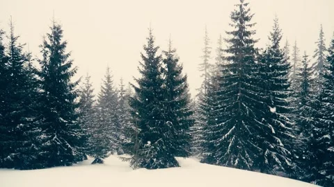 Winter snow tree branch forest weather christmas forest Stock Footage 143219280
