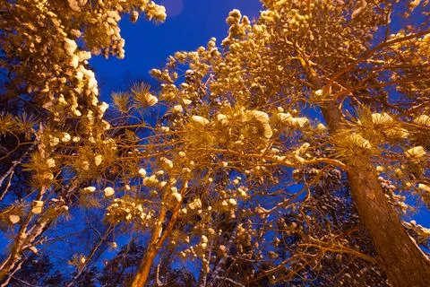 Winter snow tree branches and crones in warm yellow orange lantern street light Stock Photos