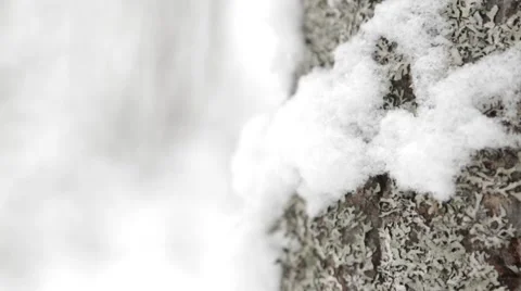 Winter snow on tree close up Stock Footage 52551471