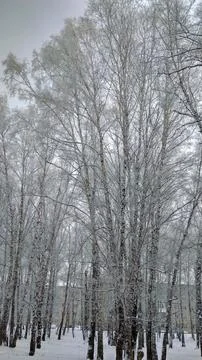 Winter, snow, tree, cold, forest, landscape, nature, white, trees, road Stock Photos