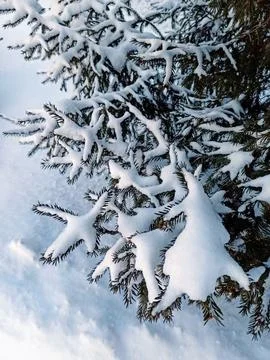 Winter, snow, tree, cold, forest, landscape, frost, nature, white, trees Stock Photos