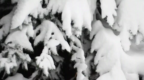 Winter snow tree pan Vídeo Stock 547693