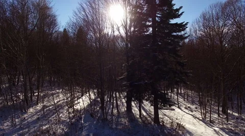 Winter snow trees. aerial view fly over. nature Stock Footage 57310663