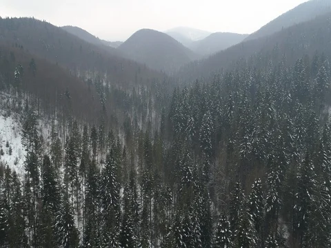 Winter snow trees aerial view fly over nature 스톡 동영상 85289535