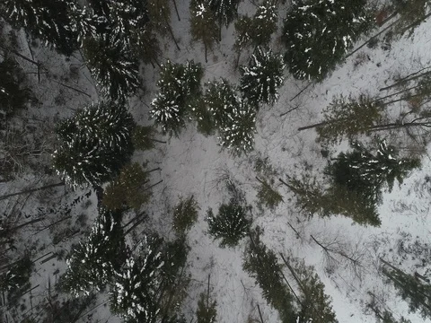 Winter snow trees aerial view fly over nature 스톡 동영상 85289741
