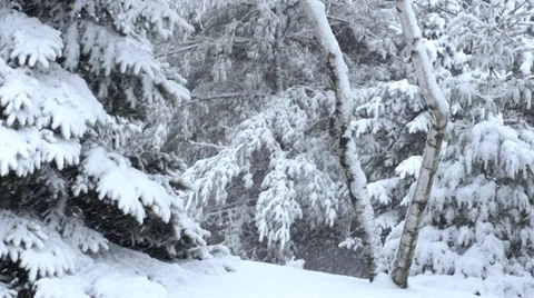 Winter snow on trees Video stock 35054382