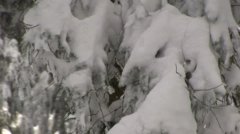 Winter  -snow - trees Видео 46930819