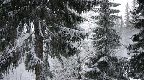Winter snow trees Vídeos de archivo 64922327