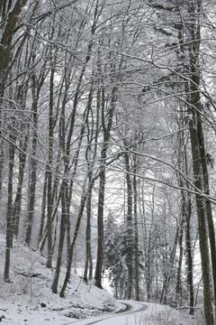 Winter snow trees forest background. Winter white snow-covered trees. Stock Photos