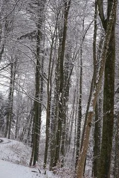 Winter snow trees forest background. Winter white snow-covered trees Stock Photos
