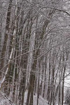 Winter snow trees forest background. Winter white snow-covered trees Stock-Fotos