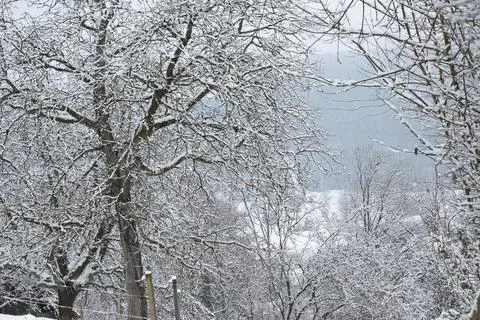 Winter snow trees forest background. Winter white snow-covered trees Foto stock