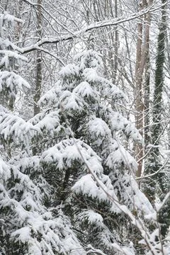 Winter snow trees forest background. Winter white snow-covered trees Stock Photos