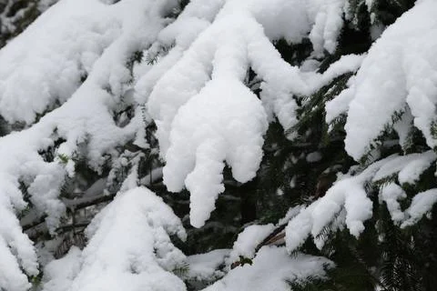 Winter snow trees forest background. Winter white snow-covered trees Stock Photos