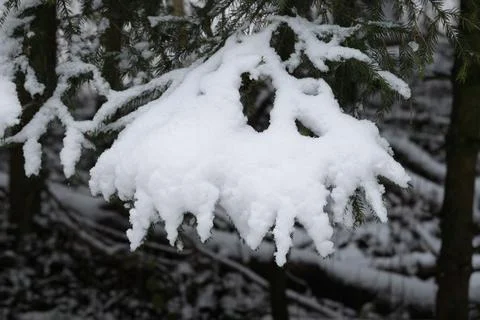 Winter snow trees forest background. Winter white snow-covered trees Stock Photos