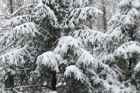 Winter snow trees forest background. Winter white snow-covered trees Foto stock