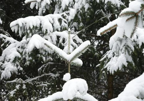 Winter snow trees forest background. Winter white snow-covered trees Stock-Fotos