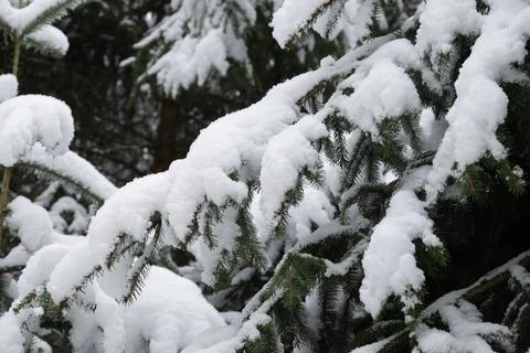 Winter snow trees forest background. Winter white snow-covered trees Foto stock