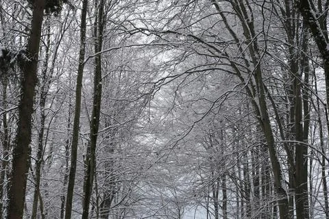 Winter snow trees forest background. Winter white snow-covered trees Stock-Fotos