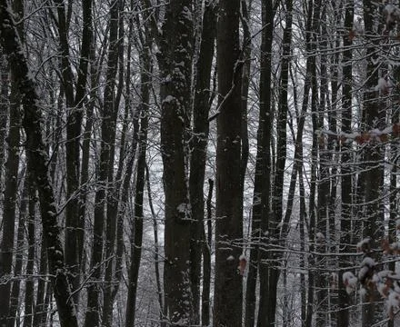 Winter snow trees forest background. Winter white snow-covered trees Stock-Fotos
