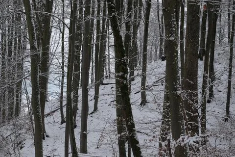 Winter snow trees forest background. Winter white snow-covered trees Stock Photos
