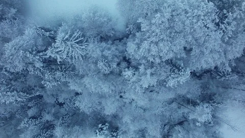 Winter Snow Trees Forest in Cold Weather Season Video stock 98559138