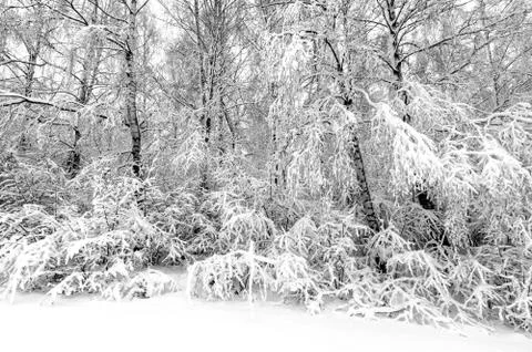 Winter with snow on trees Stock Photos