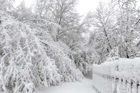 Winter with snow on trees Stock Photos