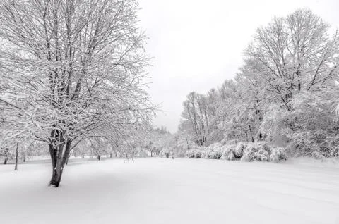 Winter with snow on trees Stock Photos