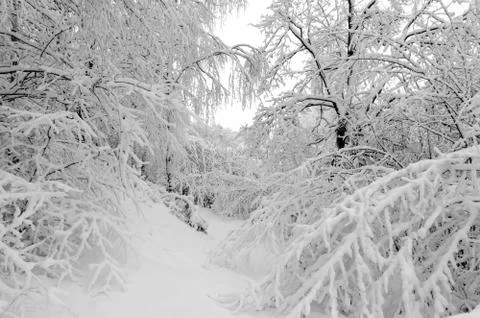 Winter with snow on trees Stock Photos