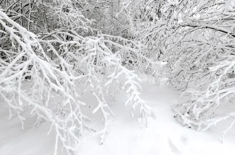 Winter with snow on trees Stock Photos
