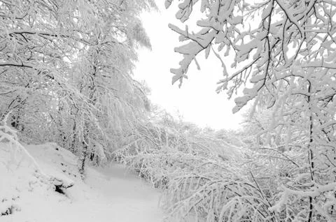 Winter with snow on trees Stock Photos
