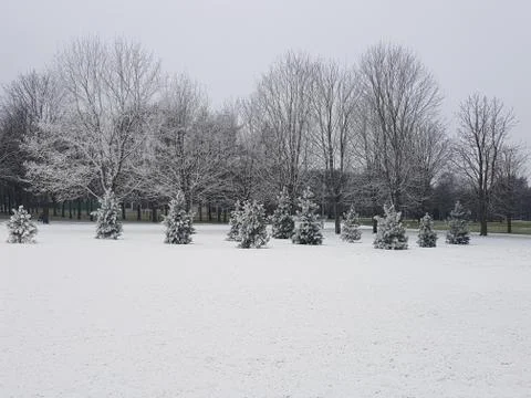 Winter snow on trees Stock Photos