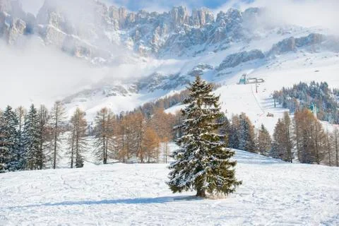 Winter snow trees Stock Photos