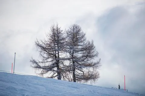Winter snow trees Stock Photos