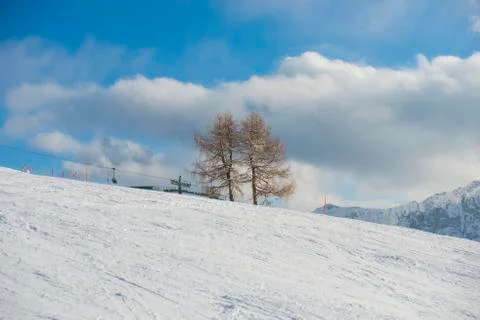 Winter snow trees Stock Photos