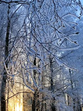 Winter snow trees Stock Photos