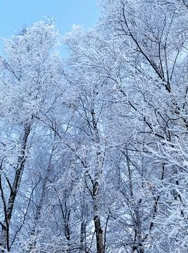 Winter snow trees Stock Photos