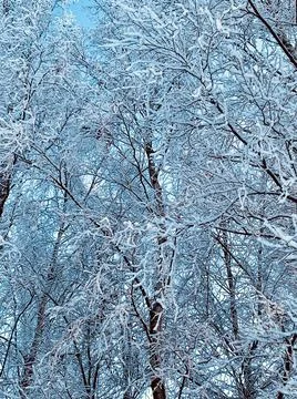 Winter snow trees Stock Photos