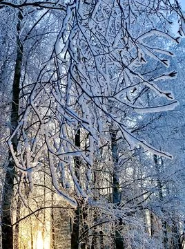 Winter snow trees Stock Photos