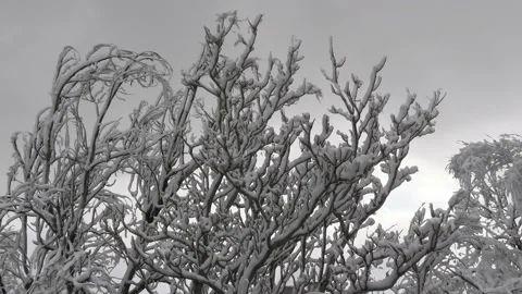 Winter Snow on Treetops Zoom Out Stock Footage 201439435