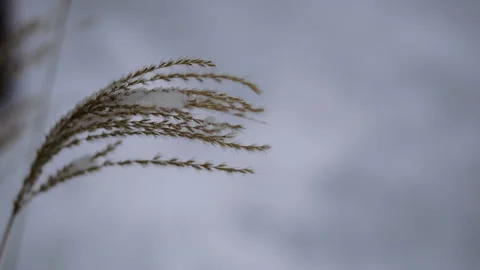 Winter. Snow wheat on snow background Stock Footage 99946681